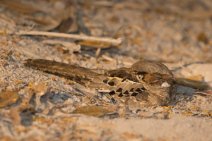 nightjar